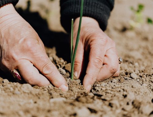 Risikofaktoren in der Landwirtschaft – Welche Versicherung ist wichtig?